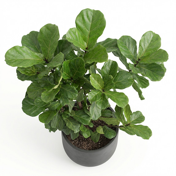Nerve Plant