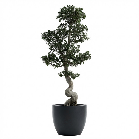 English Ivy