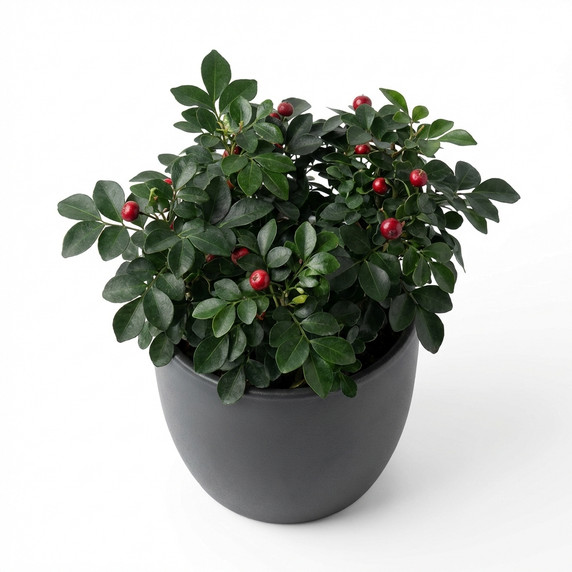 Gaultheria procumbens