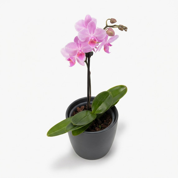 Phalaenopsis amabilis