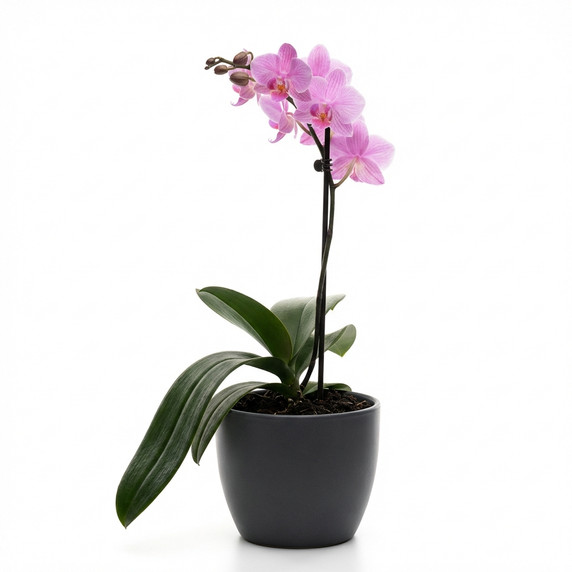 Phalaenopsis amabilis