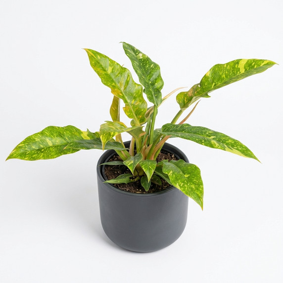 Philodendron 'Golden Crocodile' 'Golden Crocodile'