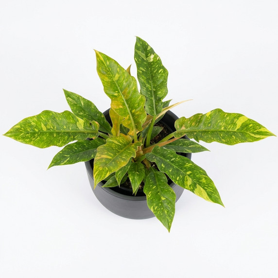 Philodendron 'Golden Crocodile' 'Golden Crocodile'