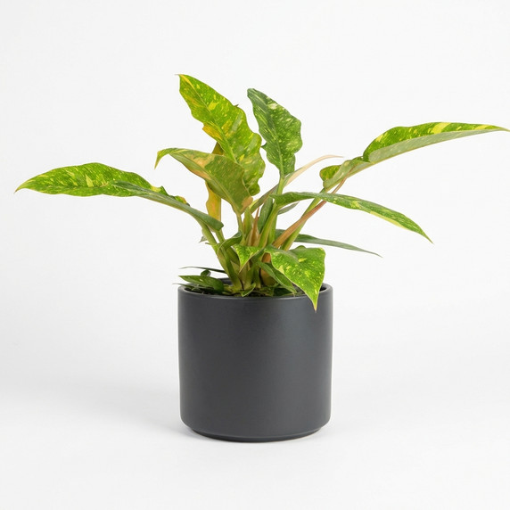 Philodendron 'Golden Crocodile' 'Golden Crocodile'