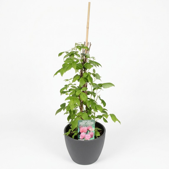 Rubus idaeus