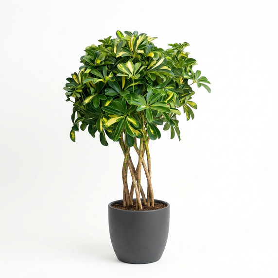 Schefflera arboricola