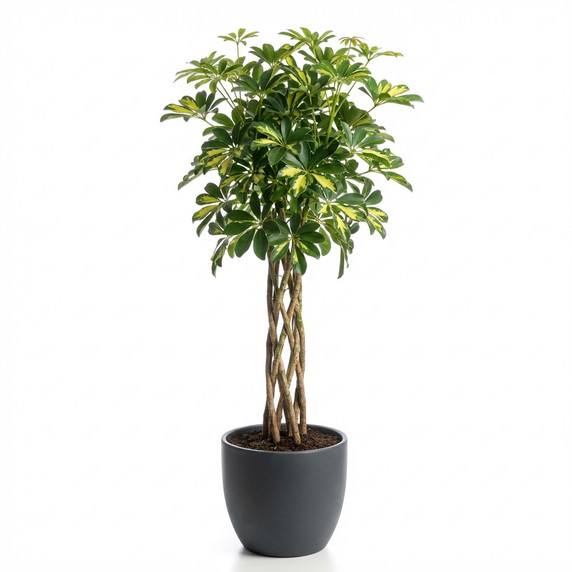 Schefflera arboricola