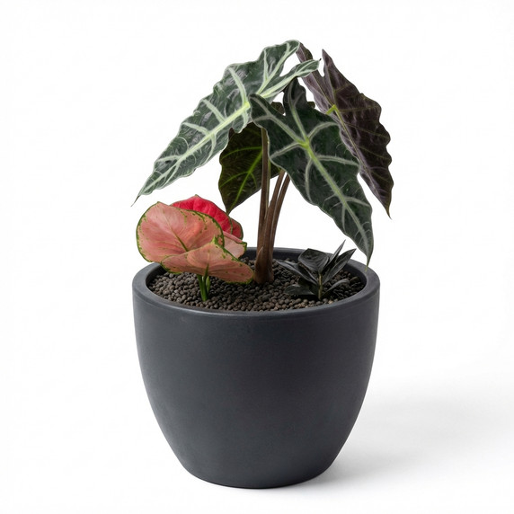 Alocasia Amazonica (Kris Plant) 'Amazonica'