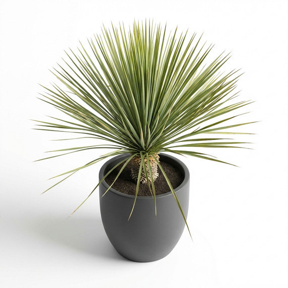 Yucca brevifolia