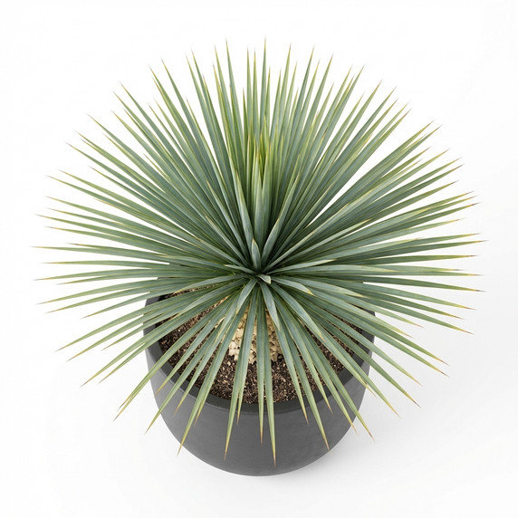 Yucca brevifolia