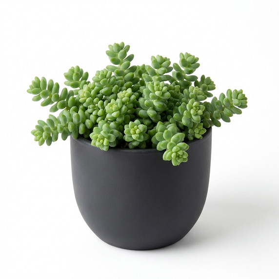 Sedum morganianum