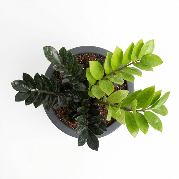 Zamioculcas zamiifolia 'Raven'