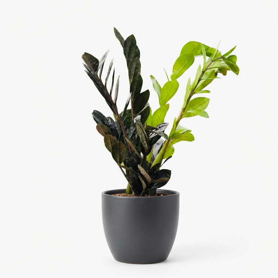 Zamioculcas zamiifolia 'Raven'