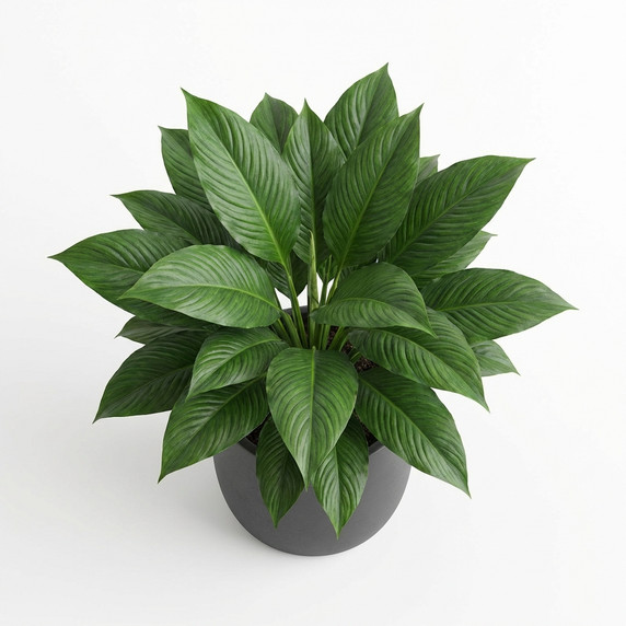 Spathiphyllum wallisii