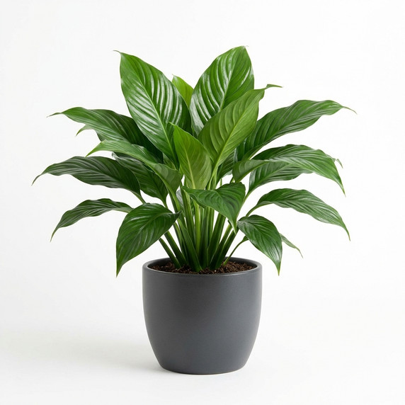 Spathiphyllum wallisii