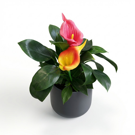 Calla Lily