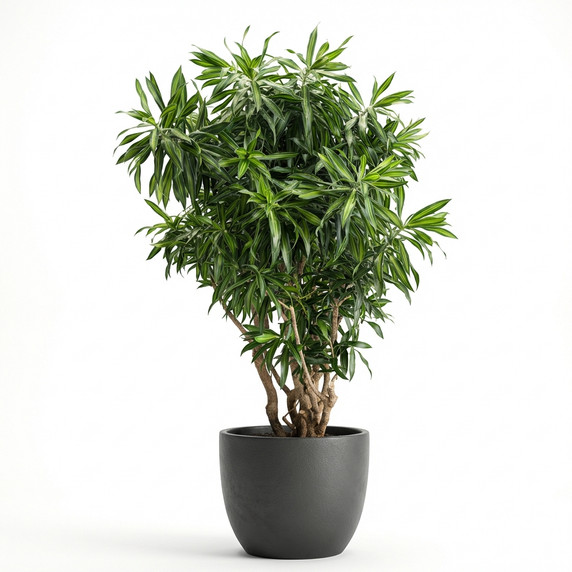 Song of India Dracaena