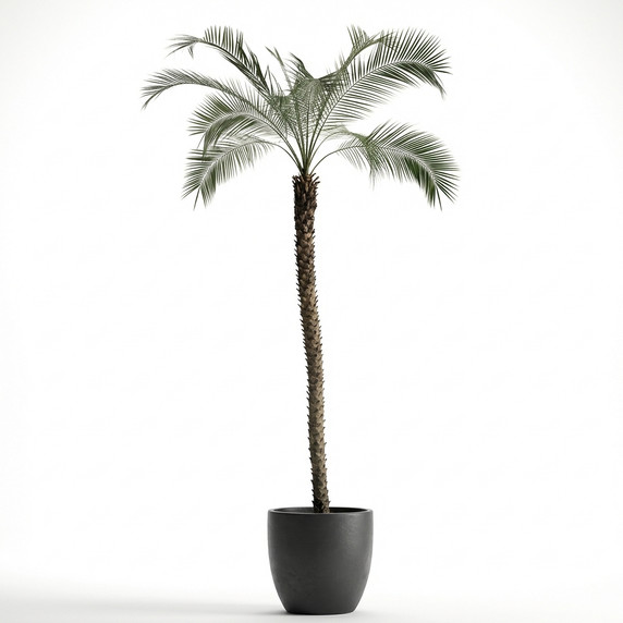 Pygmy Date Palm