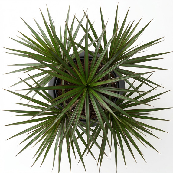 Madagascar Dragon Tree