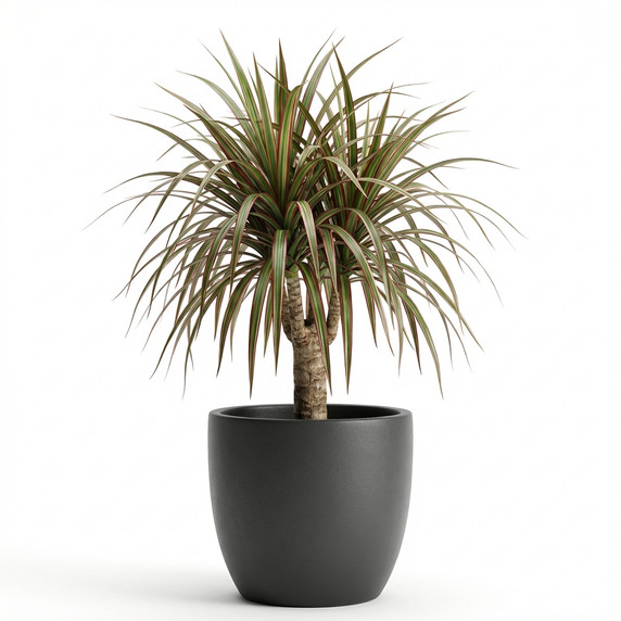 Madagascar Dragon Tree
