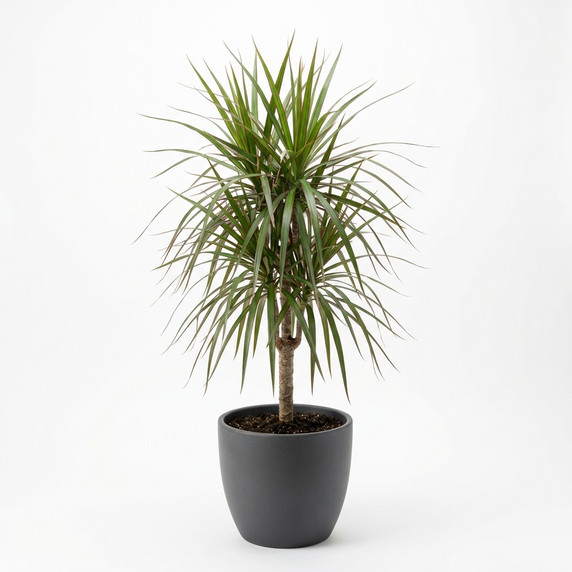 Madagascar Dragon Tree