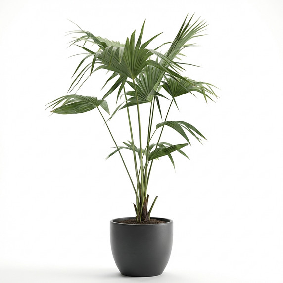 Ruffled Fan Palm
