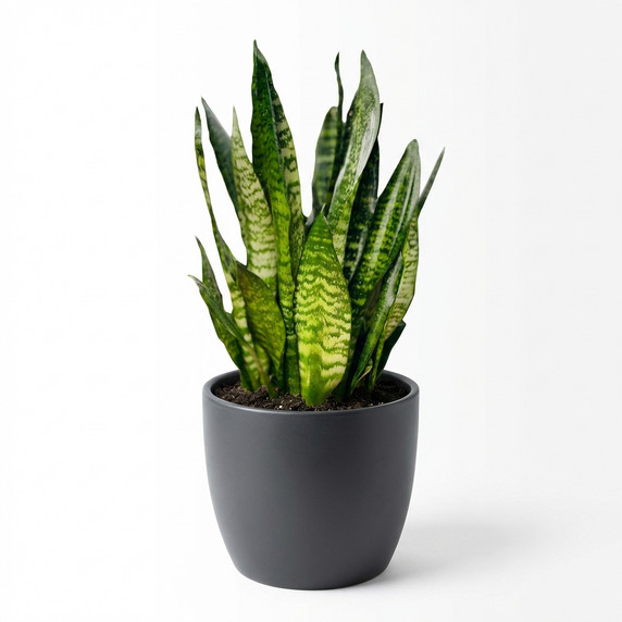 Golden Barrel Cactus