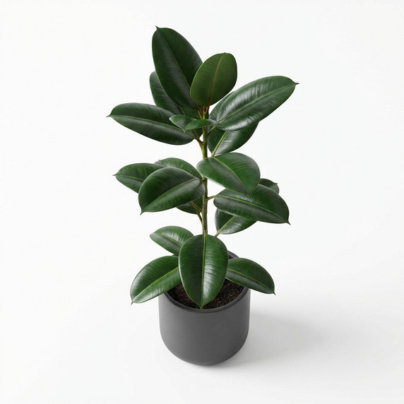 Queen Victoria Agave