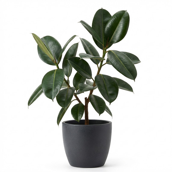 Queen Victoria Agave