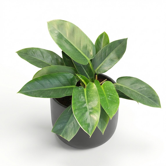 Congo Philodendron 'Congo Green'