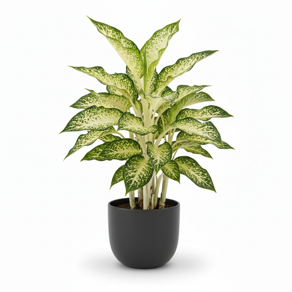 Dumb Cane