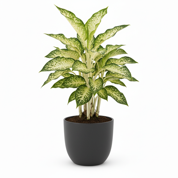 Dumb Cane