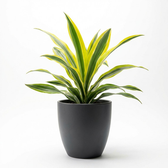 Lemon Lime Dracaena 'Lemon Lime'