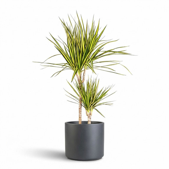 Madagascar Dragon Tree 'Bicolor'