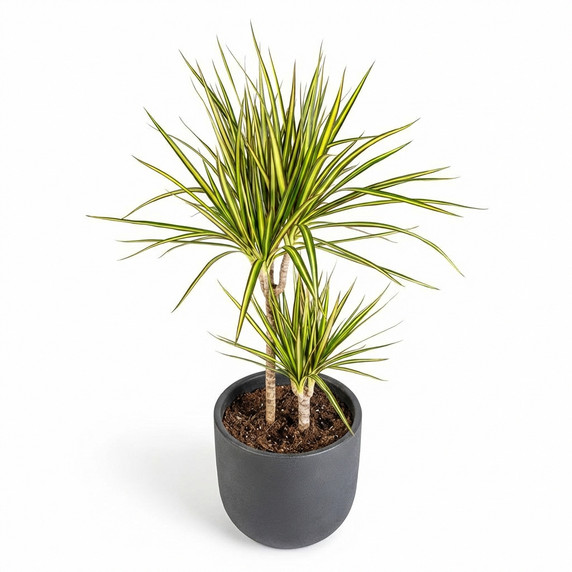 Madagascar Dragon Tree 'Bon Bon'