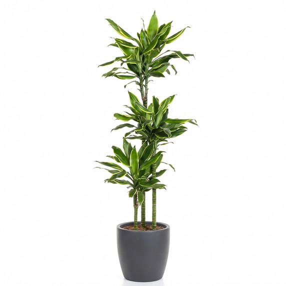 Corn Plant 'Massangeana'