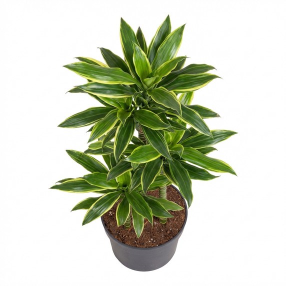 Corn Plant 'Lemon Lime' 'Lemon Lime'