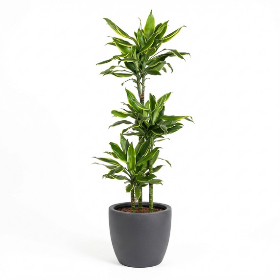Corn Plant (Mass Cane)