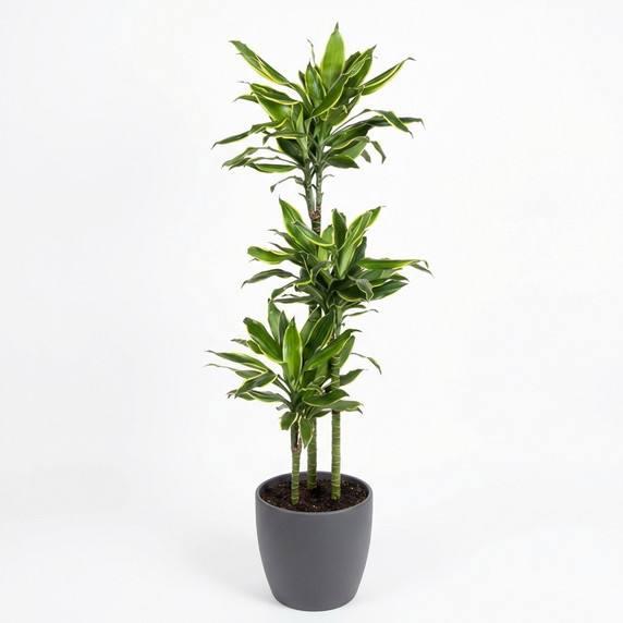 Dracaena Corn Plant 'Ulises'