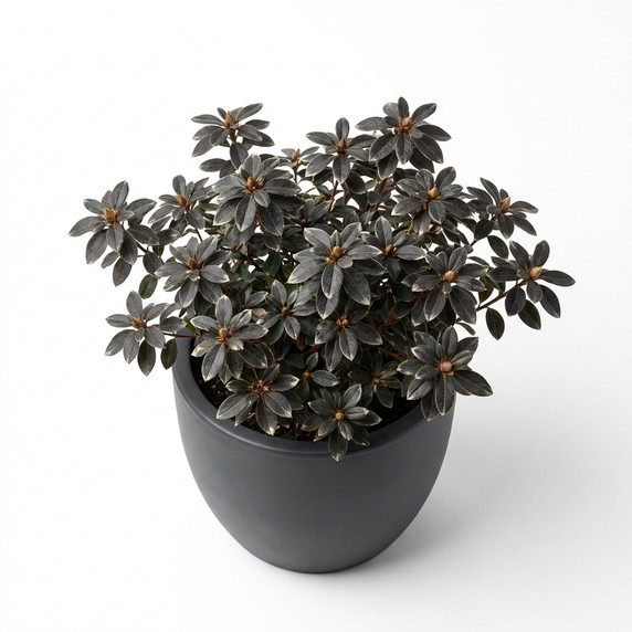 Chinese Fringe Flower