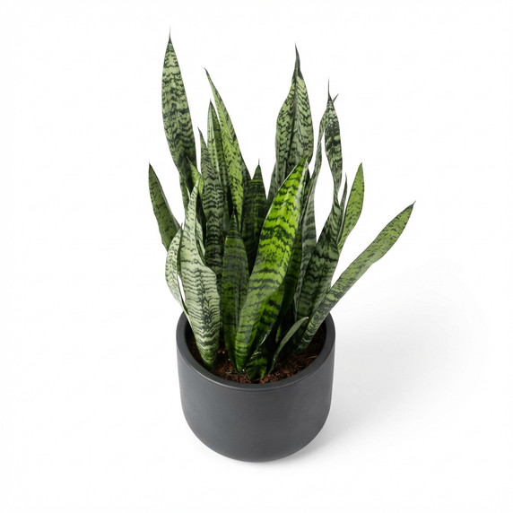 Dwarf Snake Plant 'Hahnii'