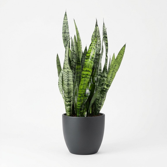 Dwarf Snake Plant 'Hahnii'