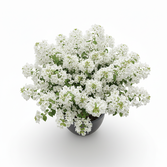 Bougainvillea 'Alba'