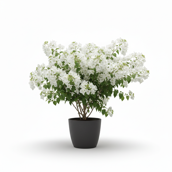Bougainvillea 'Alba'