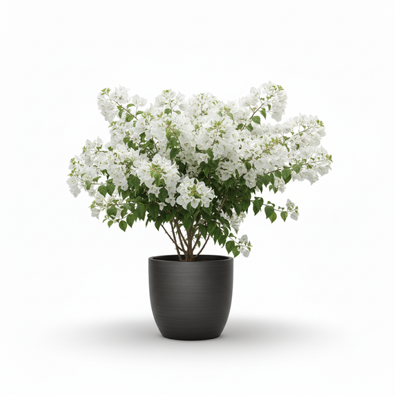 Large Bougainvillea Bonsai 'Bonsai Style'