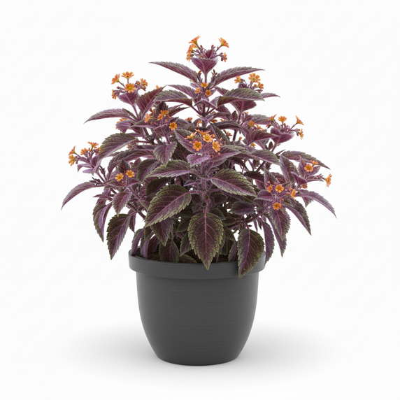 Velvet Plant