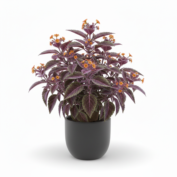 Velvet Plant