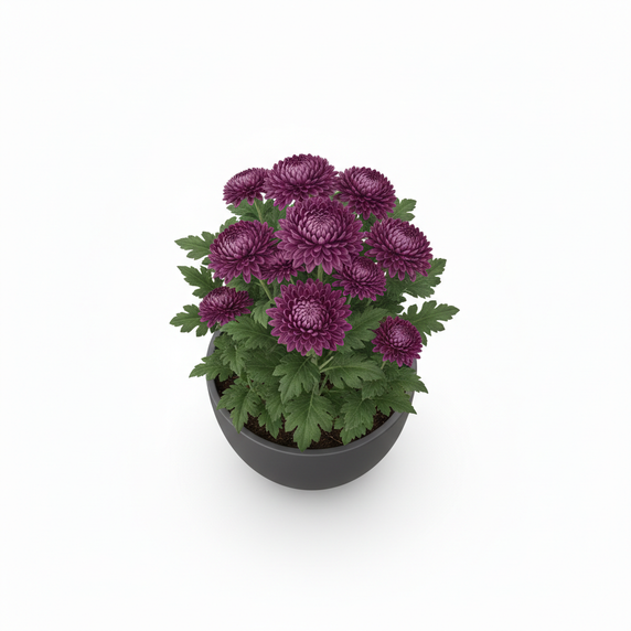 Chrysanthemum