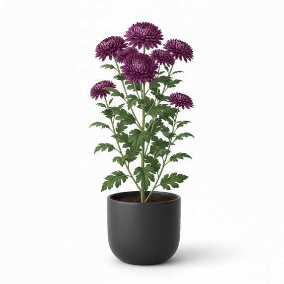 Chrysanthemum