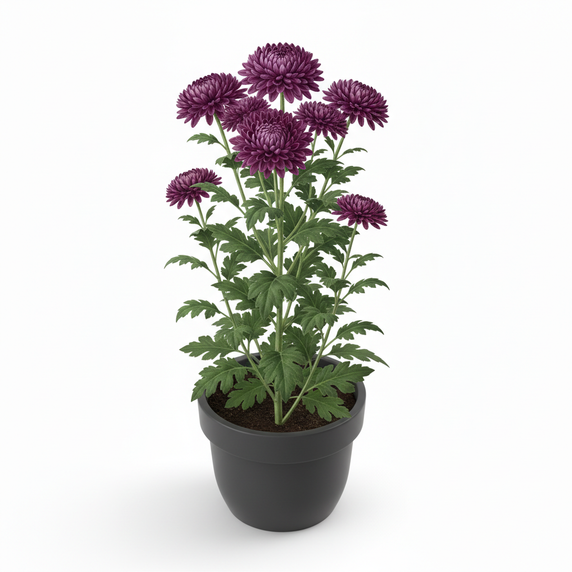 Chrysanthemum 'Touba'